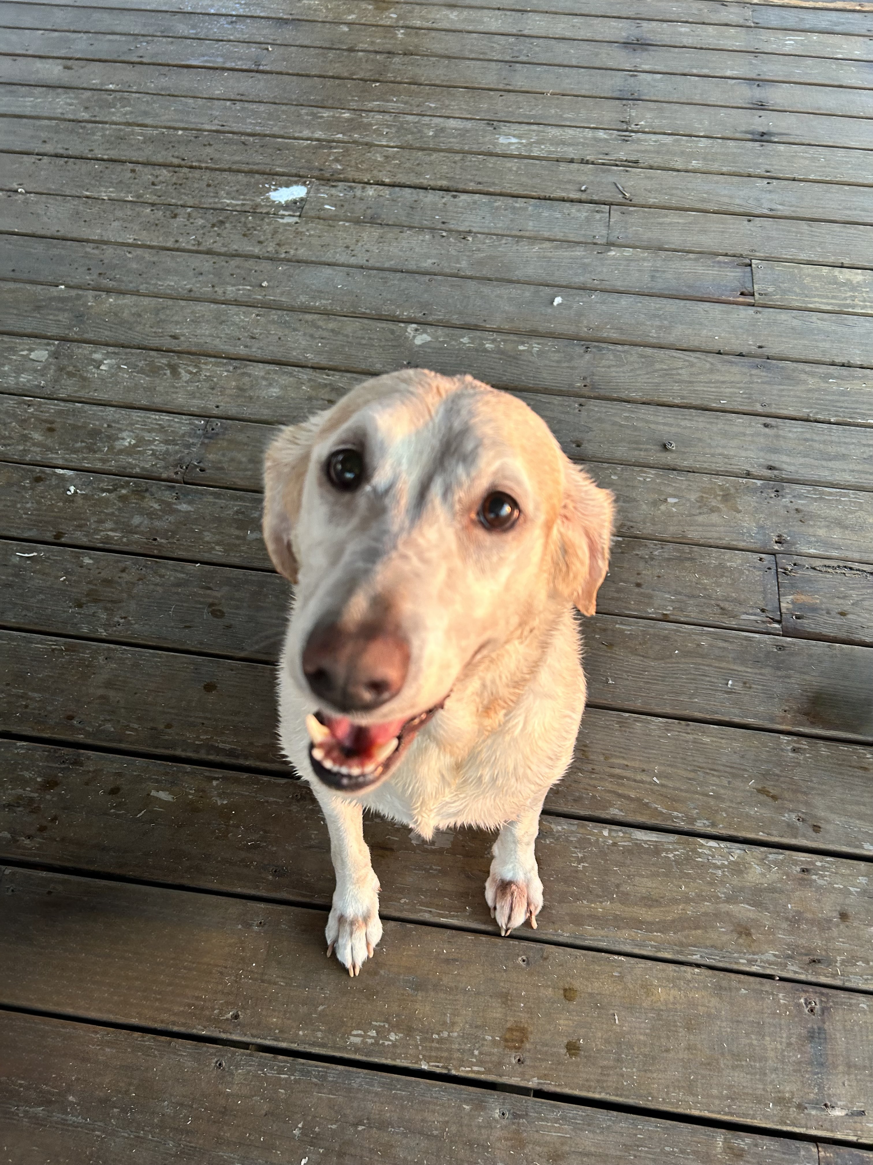 Jetty the Yellow Lab